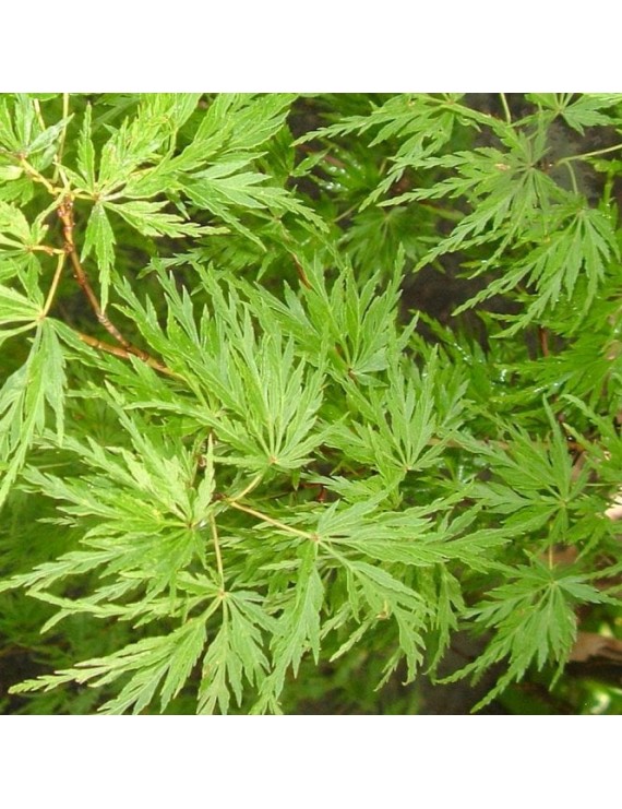 Acer palmatum Seiryu