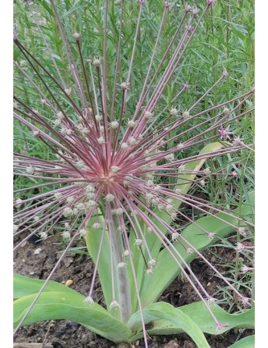 Allium schubertii