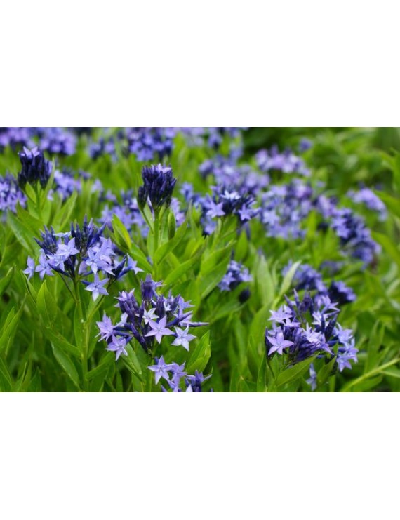 Amsonia Blue Ice