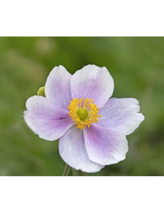 Anemone Regal Swan