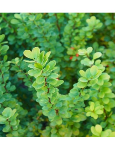 Berberis thunbergii Erecta