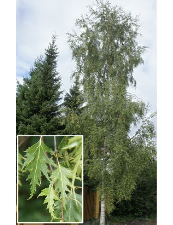 Betula pendula Laciniata