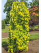 Cercis canadensis Golden Falls