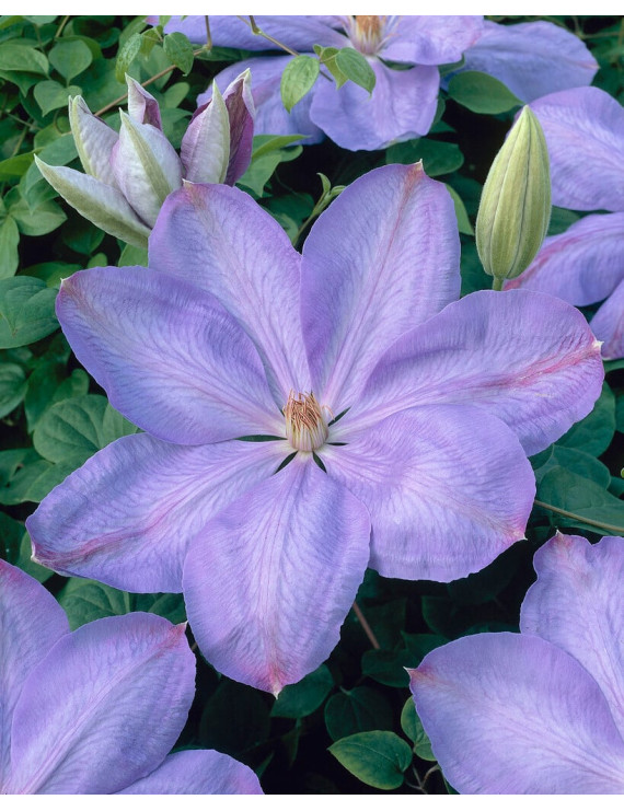 Clematis Mrs Cholmondeley