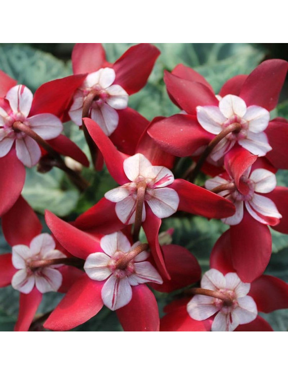 Cyclamen Djix