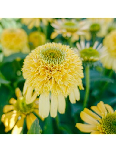 Echinacea Lemon Drop