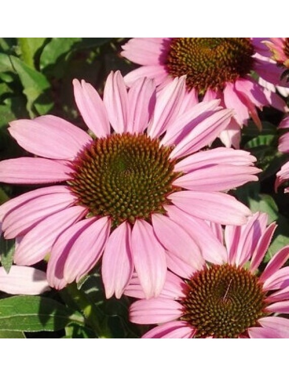 Echinacea SunSeekers Pink