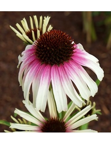 Echinacea purpurea Fountain Pink Eye