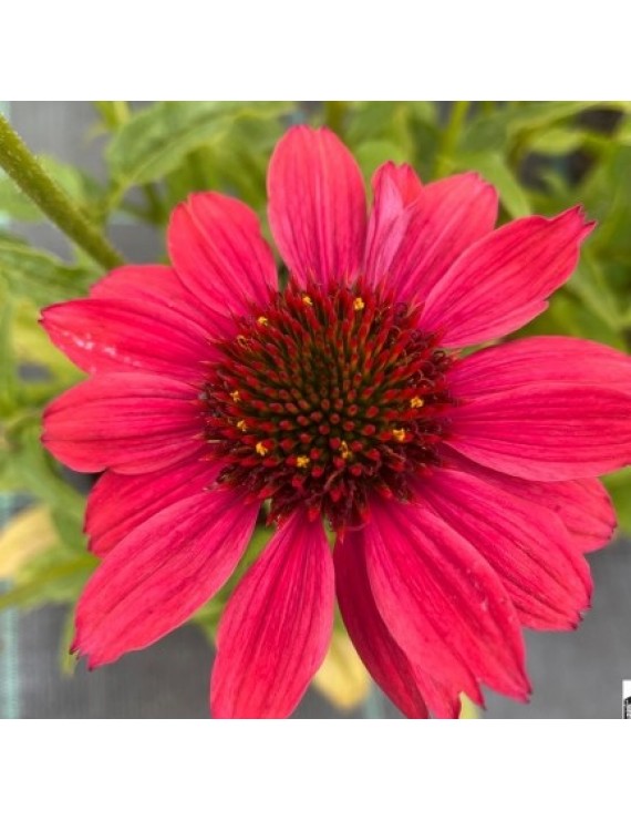 Echinacea purpurea Papallo Dragon Fruit