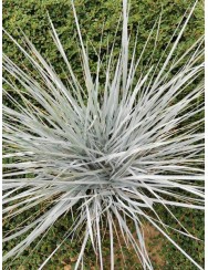 Elymus magellanicus