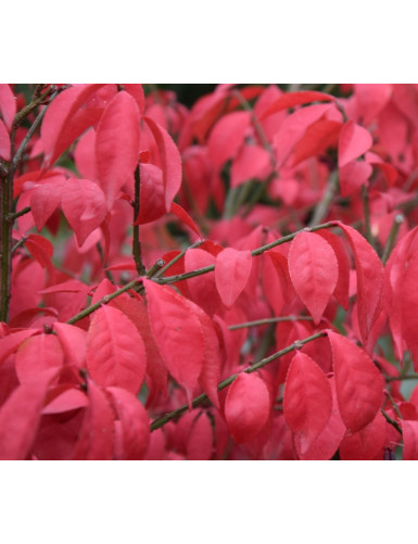 Euonymus alatus Little Moses