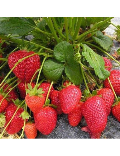 Fragaria ananassa Mara des Bois