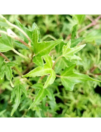 Hedera helix Diny