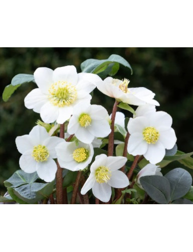 Helleborus niger Christmas Carol