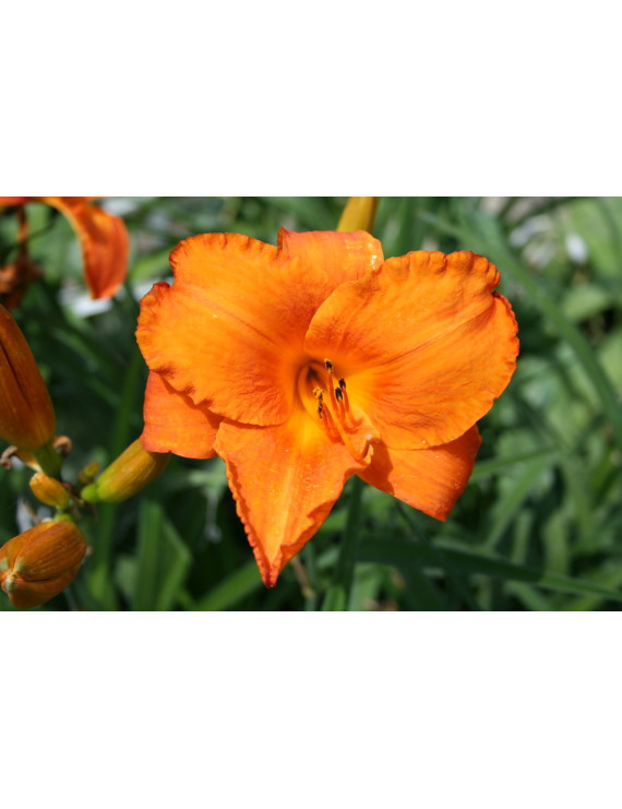 Hemerocallis Mauna Loa