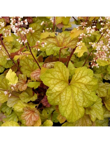 Heuchera Champagne