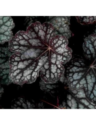 Heuchera Velvet Night