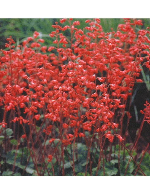 Heuchera sanguinea Leuchtkäfer