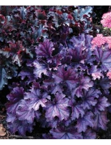 Heuchera Forever Purple