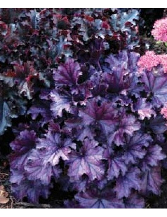 Heuchera Forever Purple