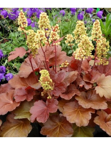 Heuchera Blondie