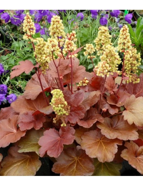 Heuchera Blondie