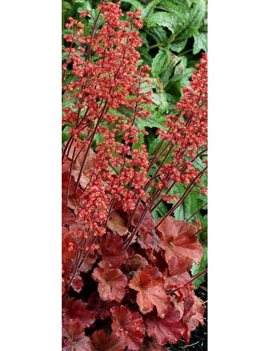 Heuchera Cherry Cola