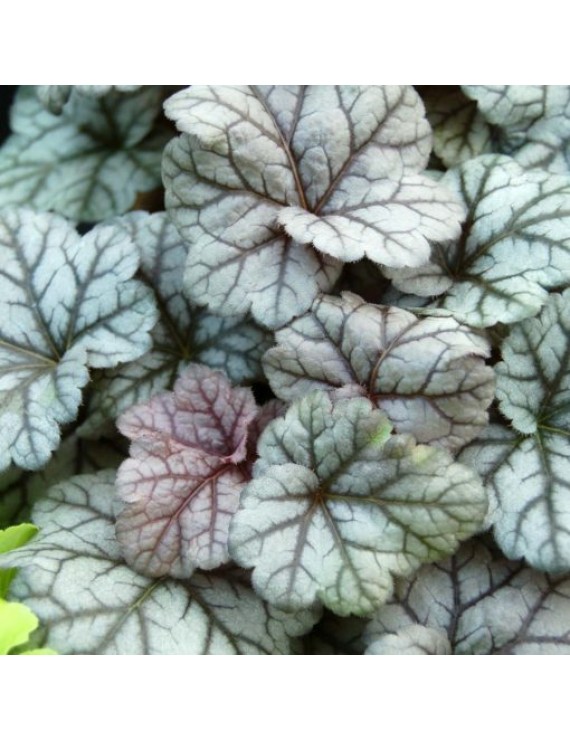 Heuchera Cinnabar Silver