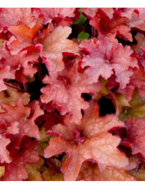 Heuchera Cranberry