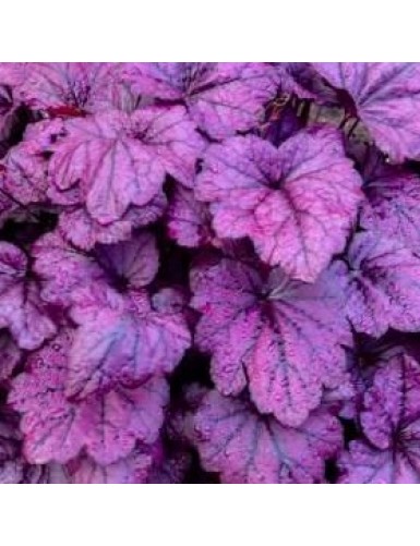 Heuchera Electric Plum