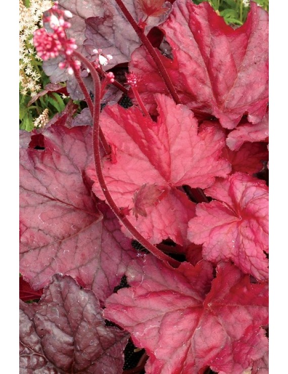 Heuchera Fire Chief