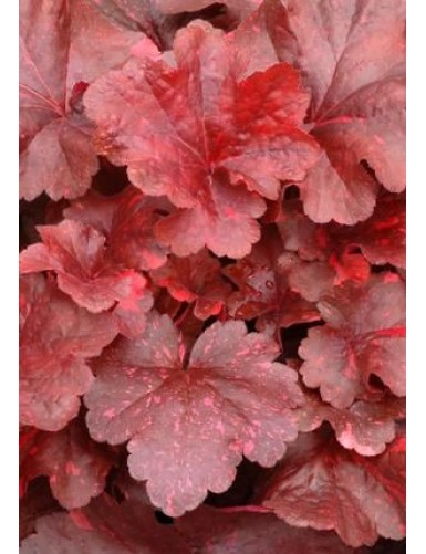 Heuchera Galaxy