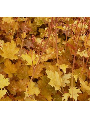 Heuchera Ginger Ale