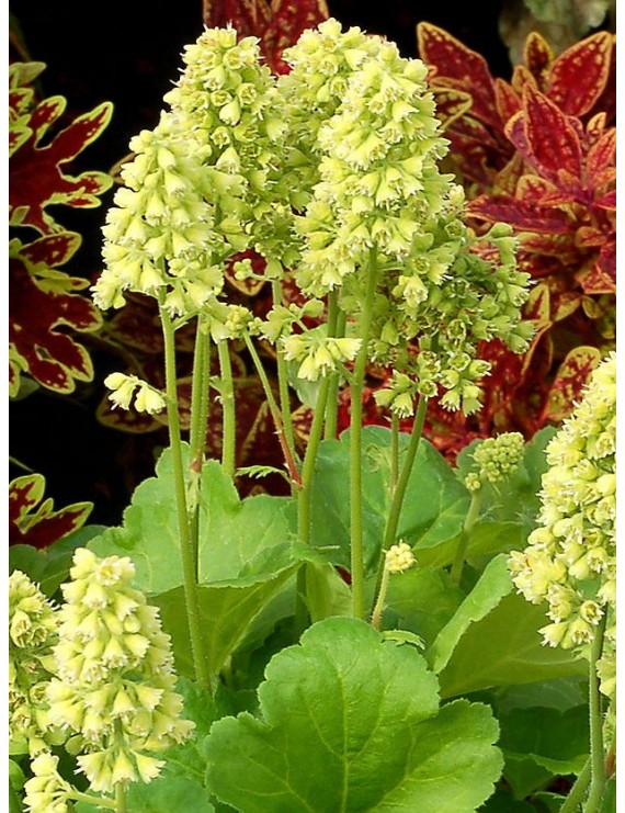 Heuchera Blondie in Lime