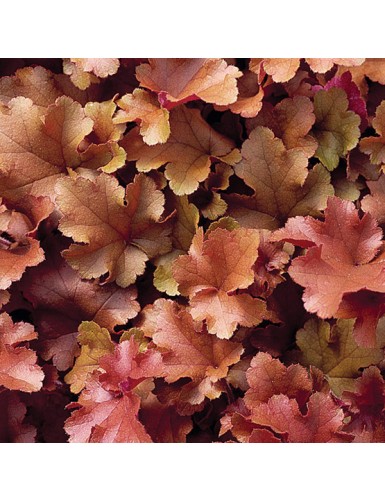 Heuchera Marmalade