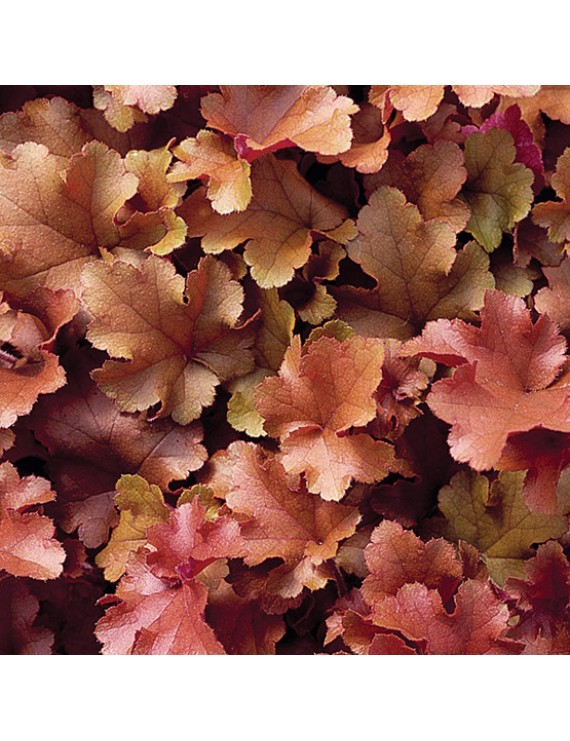 Heuchera Marmalade