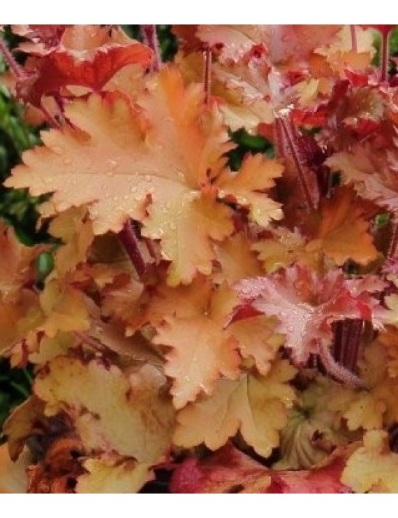 Heuchera Orangeberry