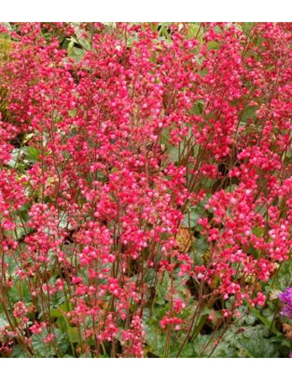 Heuchera Paris