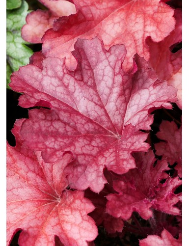 Heuchera Ruby Tuesday