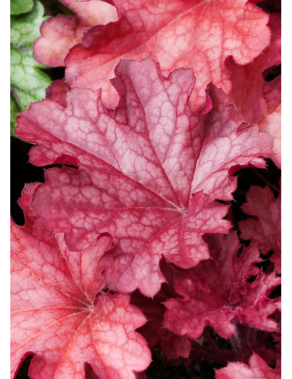 Heuchera Ruby Tuesday