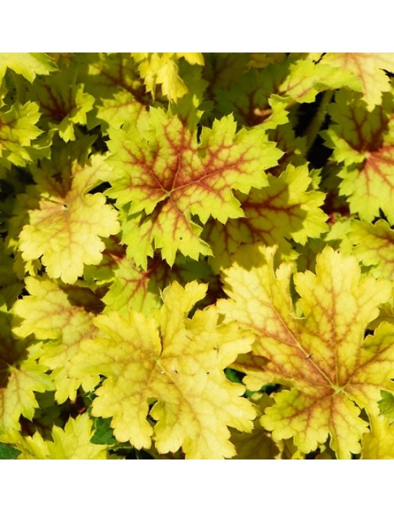 Heuchera Splashberry