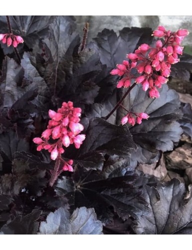 Heuchera Timeless Night