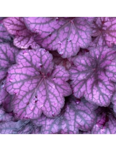 Heuchera Wildberry