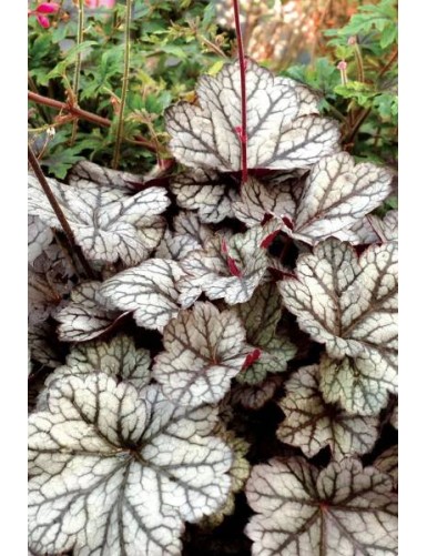 Heuchera Glitter