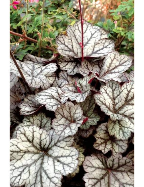 Heuchera Glitter