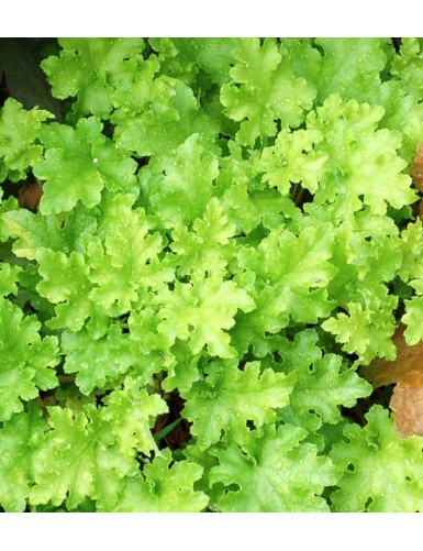 Heuchera Lime Marmalade