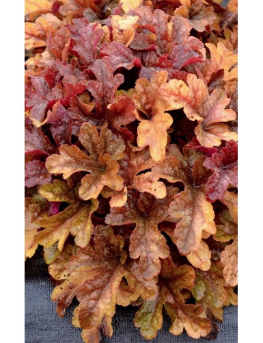 Heucherella Buttered Rum