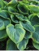 Hosta Tokudama Flavocircinalis