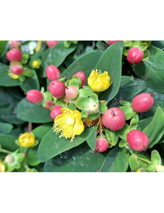 Hypericum