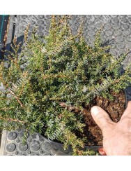 Juniperus communis Green Carpet